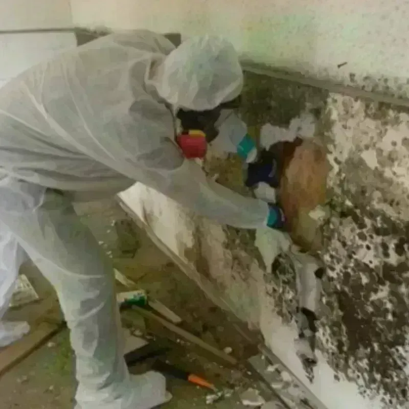 Mold Remediation and Removal in Chesterfield, MA